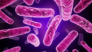 Gram Positive vs Gram Negative Bacterial Cell Wall Structure Microbiology [upl. by Loma422]