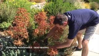 How to Maintain Euphorbia  Dead Heading [upl. by Monetta]