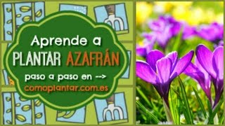 Cómo plantar azafrán [upl. by Arman240]