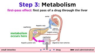 Pharmacokinetics How Drugs Move Through the Body [upl. by Adnarb]