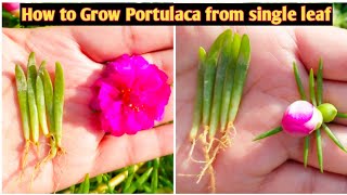 How to grow Portulaca grandiflora from single leafHow to grow portulacaMoss rose [upl. by Ajnotal]