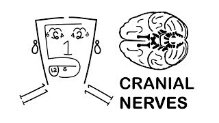 CRANIAL NERVES made easy [upl. by Adnahsor831]