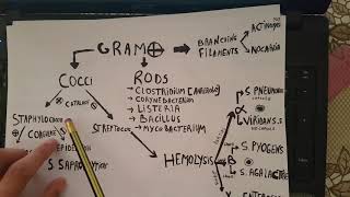 identification des bactéries a gram positif [upl. by Rurik634]