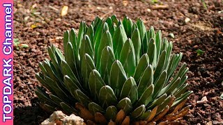 10 Tipos Increíbles de Agaves [upl. by Ettezyl]