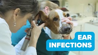 Ear Infections in Dogs [upl. by Cy698]