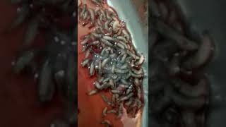 maggots in chronic wound nepal [upl. by Elva835]