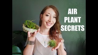 HOW TO GROW AND CARE FOR AIR PLANTS  TILLANDSIA [upl. by Nylatsirk620]