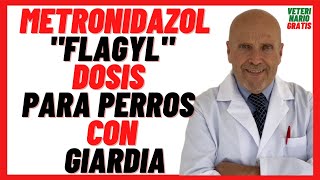 🟣 METRONIDAZOL Flagyl DOSIS para PERROS 🟣 con Gastroenteritis por GIARDIA en Perros Precio [upl. by Selinski]