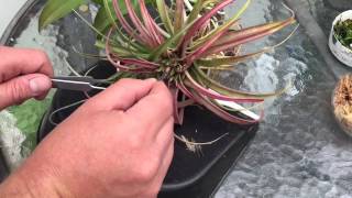 AIR PLANT CARE HOW TO GERMANATE AND GROW TILLANDSIA AIR PLANTS FROM SEEDS [upl. by Aihpledalihp]