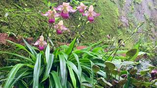 Phragmipedium Sedenii [upl. by Celestyna]