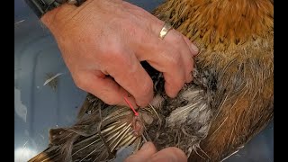 3 of 3 Removing maggots from injured chicken [upl. by Emrich]