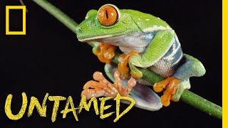 RedEyed Tree Frog  Untamed [upl. by Tirrag]