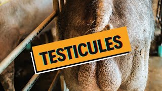 Les testicules malades  CRYPTORCHIDIE HYDROCELE TORSION CANCER  WhyDoc 7 [upl. by Duff778]