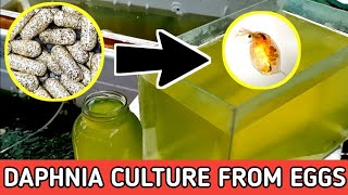 HOW TO HATCH DAPHNIA EGGS  HOW TO CULTURE DAPHNIA [upl. by Adnoved]