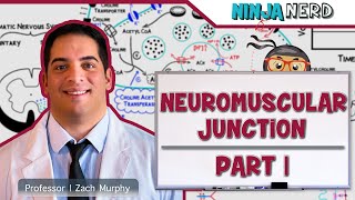 Musculoskeletal System  Neuromuscular Junction  Neuromuscular Transmission Part 1 [upl. by Pierre994]