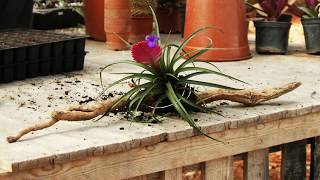 How to Display Air Plants Tillandsia [upl. by Aeslek1]