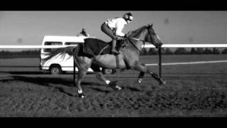 Galloping Horse in Super Slow Motion [upl. by Edyaw]