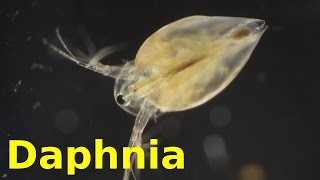 Daphnia [upl. by Bunker]