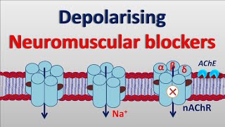 Depolarising neuromuscular blockers [upl. by Eenahc]