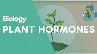 Plant Hormones Tropisms  Plants  Biology  FuseSchool [upl. by Irv]