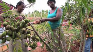 Jamaican Patwa — Country Folk Jamaica 101 [upl. by Otsugua767]