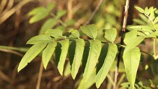 WILD LICORICE Glycyrrhiza lepidota [upl. by Abigael]