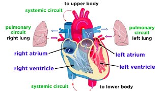 The Circulatory System Part 1 The Heart [upl. by Eerpud]