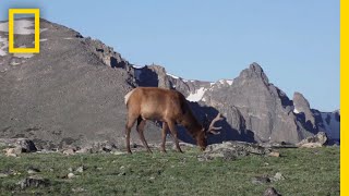 What Are Tundras  National Geographic [upl. by Adnor378]