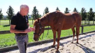 Training horse voice commands with Andrew McLean [upl. by Noiram986]