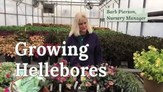 Growing Hellebores [upl. by Hogen]