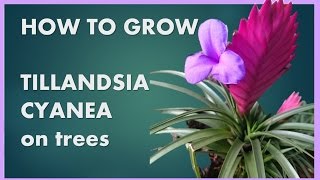 How to grow Tillandsia Cyanea on trees [upl. by Arrol607]