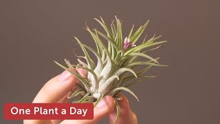 Tillandsia ionantha Houseplant Care — 169 of 365 [upl. by Etka379]