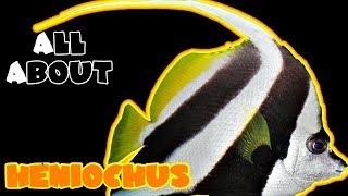 All About The Heniochus Butterfly Fish [upl. by Edbert]