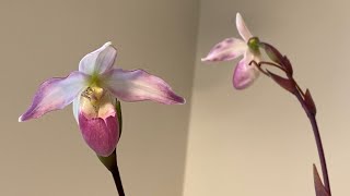 Bloom Profile No13  Phragmipedium Sedenii [upl. by Aitnis]