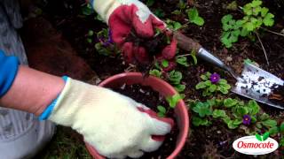 Garden Tutorial How To Reseed Hellebore Plants [upl. by Ledairam955]