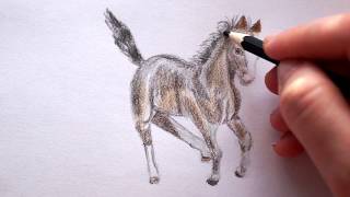 Pferd zeichnen lernen  Fohlen malen  How to draw a Horse  как нарисовать коня лошадь [upl. by Adnolrehs503]