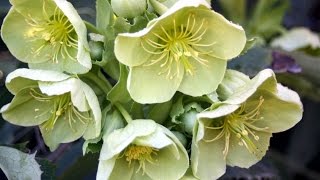 How to grow Hellebores [upl. by Vona]