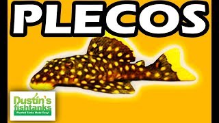 PLECOS  TOP 10 Aquarium PLECO FISH Bristlenose Zebra Plecos [upl. by Larrie]