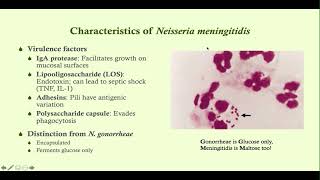 Neisseria meningitidis meningococcal meningitis  Microbiology Boot Camp [upl. by Esialb]