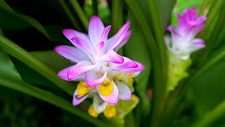 Turmeric Flowers are STUNNING We Grow A Whole Spectrum of Curcuma Varieties [upl. by Rabka123]