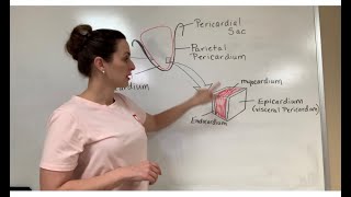 Description of the Pericardium and Heart Wall Layers [upl. by Yalhsa]