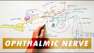 Trigeminal Nerve Anatomy  The Ophthalmic Nerve [upl. by Adena]