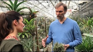 Tillandsia Tour  Utrecht Botanic Gardens Part 1  Plant One On Me — Ep 086 [upl. by Nadnal]