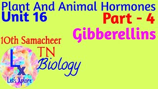 10th std Biology Unit 16 Plant and animal hormones Gibberellins Part 4 Samacheer Kalvi TN [upl. by Christoffer]