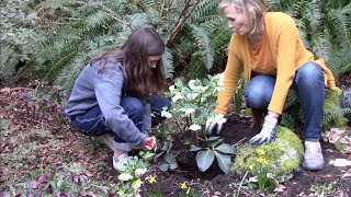 Planting Hellebore [upl. by Lussier]