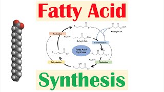 Fatty Acid Synthesis Pathway Overview Enzymes and Regulation [upl. by Akeihsat]