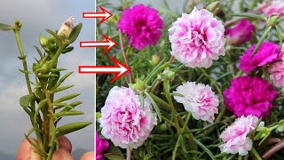 BEST Way to Grow Portulaca amp Purslane from Cuttings [upl. by Simonette]