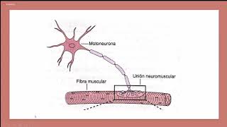 Miopatías Miastenia gravis  Neurología [upl. by Eceerahs]