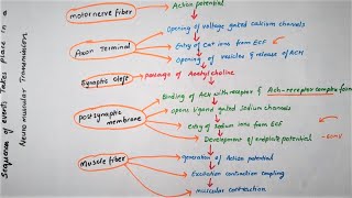 Easy Flowchart Of Neuromuscular TransmissionPhysiology [upl. by Ikilisav]