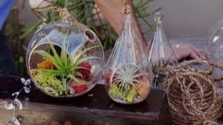 Air Plant Terrariums amp Tillandsia Care 25 [upl. by Ialda]